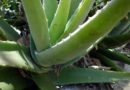 OS BENEFÍCIOS DO ALOE VERA – BABOSA